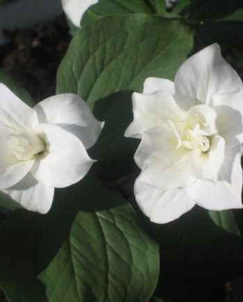 tRILLIUM SNOWBUNTING