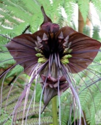 tacca chantrieri special flower bulbs