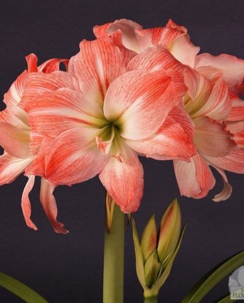 Amaryllis kopen