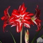 Tulpen kopen