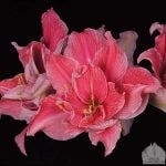 Special_flower_bulbs