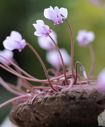 Cyclamen_hederifolium_bloembollen_kopen