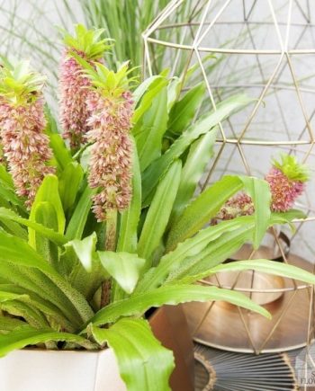 Eucomis-comosa