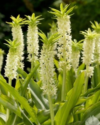 Eucomis-autumnale