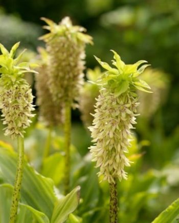 Eucomis-bicolor