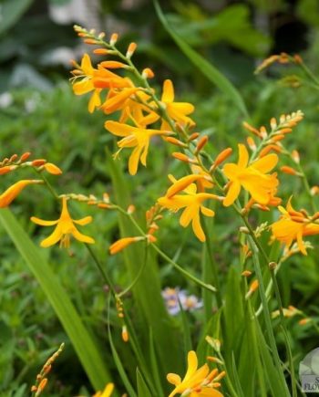 Crocosmia_Norwich_Canary_bijzondere_bloembollen