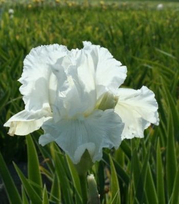 Iris-American's-cup