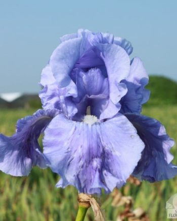 Iris-germanica-sapphire-dawn