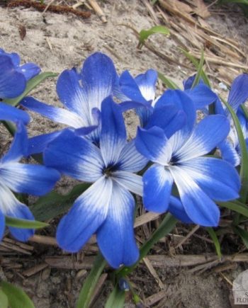 Tecophilaea gentiaan krokus_chilleense krokus_