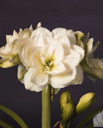 Amaryllis_White_Amadeus_Bloembollenspecialist