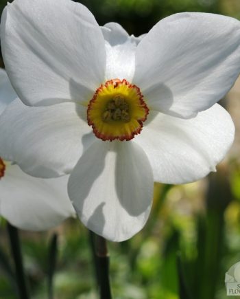 Narcis_actaea_bloembollen_kopen