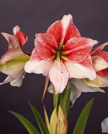 Amaryllis_Grandise_fantasy_bloembollen