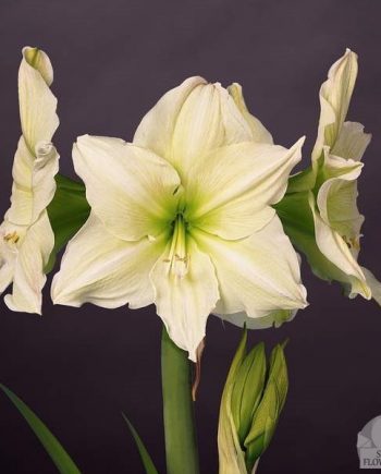 Amaryllis_lemon_Grandise_bloembollen